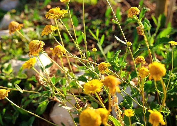 Venkovský dům Quinta Vida